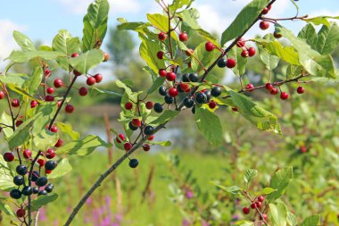 Frangula alnus 'un siyah ve kırmızı dutlu dalları. Frangula alnus 'un Meyveleri
