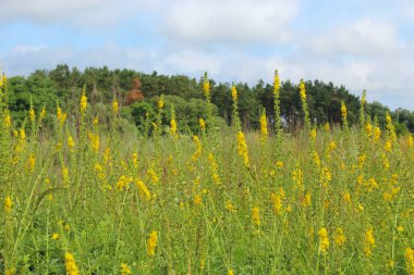 Agrimonia Eupatoria 'nın sarı çiçekleri tarlada çiçek açıyor. Agrimonia Eupatoria bitkisi. Yaygın tarımsal sarı çiçekler kapanıyor. İlaç fabrikası.