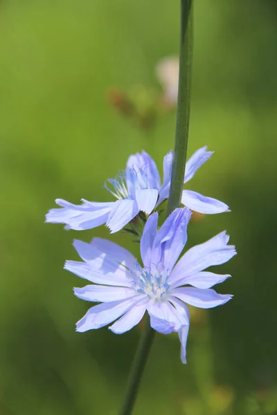 菊盛开的蓝色花朵在夏季特写 药用花卉生长在田野附近的道路上 药用植物 — 图库照片