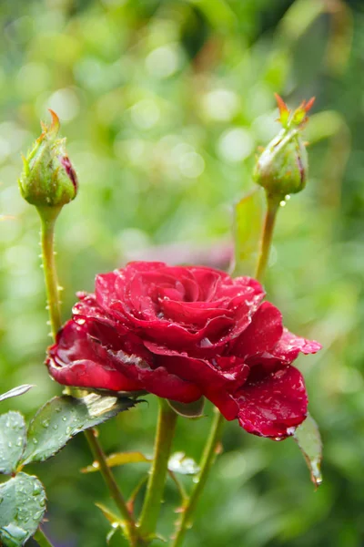 Red rose in garden on blurry green background. Copy space with natural background. Beautiful flower of rose. Flower for holidays. Copy spase for text