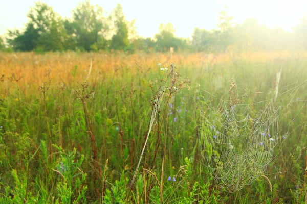 Spider Web Drops Dew Dawn Wet Grass Sun Raise Spider — Stock Photo, Image