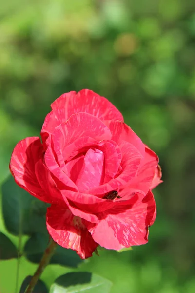 红玫瑰在花园里模糊的绿色背景 蜜蜂粘在玫瑰花蕾里 蜜蜂在玫瑰花中采集花蜜 美丽的玫瑰花 节日花 为文本复制 Spase — 图库照片