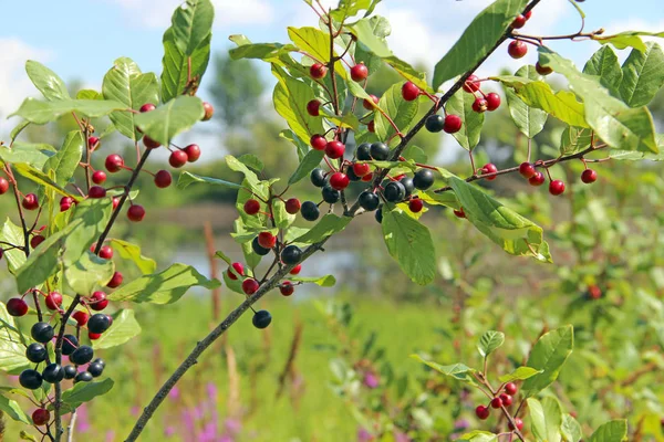 Branches Frangula Alnus Black Red Berries Fruits Frangula Alnus — Stock Photo, Image