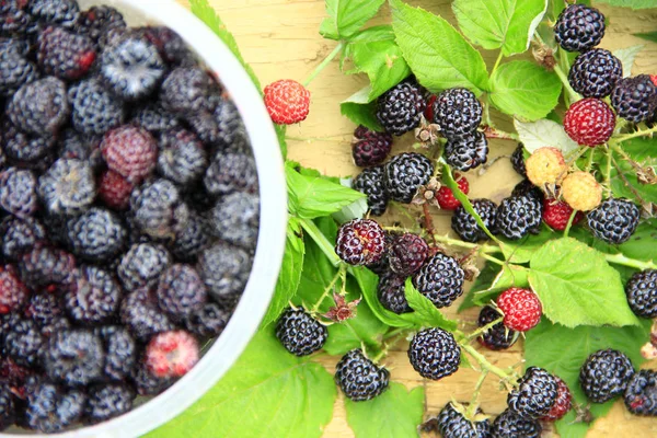 Crop of black raspberry berries. Ripe Rubus occidentalis in bucket. Bucket full of fresh and sweet black raspberries. Close-up of ripe raspberry. Harvest of Rubus occidentalis