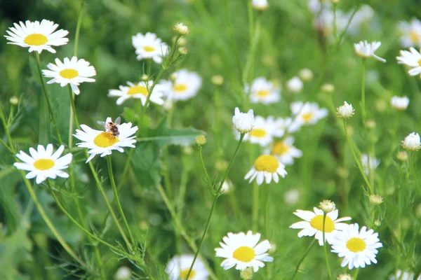 フィールドの花白の美しい鎮静の花 夏の鎮静 ハーブの花 — ストック写真