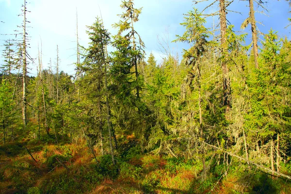 Wild Green Forest High Spruces Taiga Dense Forest Coniferous Wood — Stock Photo, Image