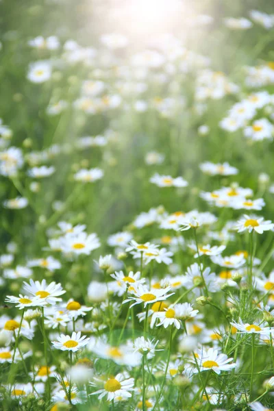 Mușețelul Alb Raze Însorite Înflorește Câmp Musetel Vara Flori Din — Fotografie, imagine de stoc