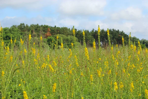 Yellow Flowers Agrimonia Eupatoria Blossoming Field Herbal Plant Common Agrimony — Stock Photo, Image