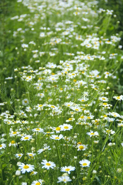 フィールドの花白の美しい鎮静の花 夏の鎮静 ハーブの花 — ストック写真