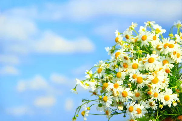 青い空を背景にブーケで白の鎮静 白の鎮静と美しいブーケ カモミールの花 夏のクローズ アップの白地花 テキストを配置します Copyspace — ストック写真