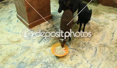 Koyun ailesi hayvanat bahçesinde yemek. Yüz karası