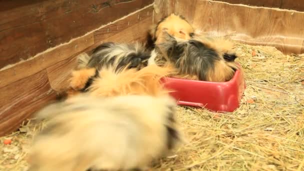 Prachtige Veelkleurige Cavia Dierentuin Vrienden Van Cavia Huisdieren Grappige Dieren — Stockvideo