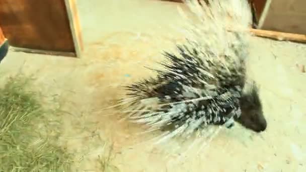 Porcupine Καλύπτονται Bysharp Αγκάθια Porcupine Τρωκτικών Στο Ζωολογικό Κήπο Πορτρέτο — Αρχείο Βίντεο