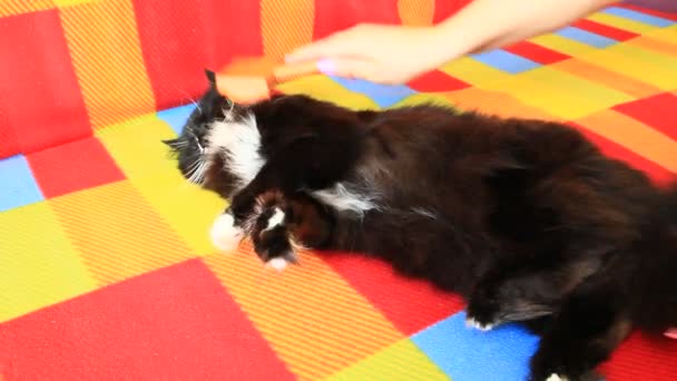 Señora Peinando Gato Cuidado Piel Gato Mujer Peinando Mano Por — Vídeos de Stock