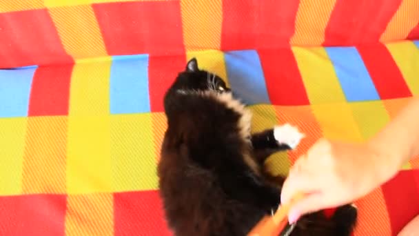 Mistress Combing Her Cat Caring Cat Fur Woman Hand Combing — Stock Video