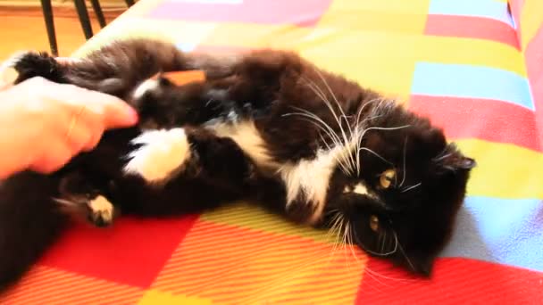 彼女の猫をとかすの愛人 猫毛のお手入れ 女性手櫛の黒と白のふわふわ猫コーミング 国内のペットの世話 楽しむ 幸せなペット — ストック動画
