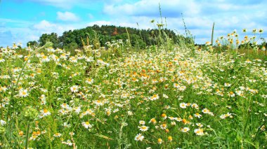 Beyaz güzel chamomiles alanında çiçek çiçekler. Yaz chamomiles. Bitkisel çiçekler. Hill ile çiçek açması chamomiles. Yaz alana forest yakınındaki güzel manzara