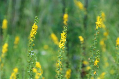 Agrimonia Eupatoria 'nın sarı çiçekleri tarlada çiçek açıyor. Agrimonia Eupatoria bitkisi. Yaygın tarımsal sarı çiçekler kapanıyor. İlaç fabrikası.