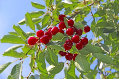 Olgun kiraz dalda asılı. Kiraz kırmızı meyveler Güneşli ışınları ağacında dayan. Kiraz çilek aydınlatıcı küme bilir. Işınları kırmızı meyveler aydınlatıcı. Kırpma çilek