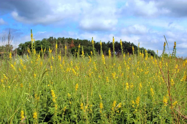 Agrimonia Eupatoria Blossoming Field Forest Herbal Plant Common Agrimony Agrimonia — Stock Photo, Image