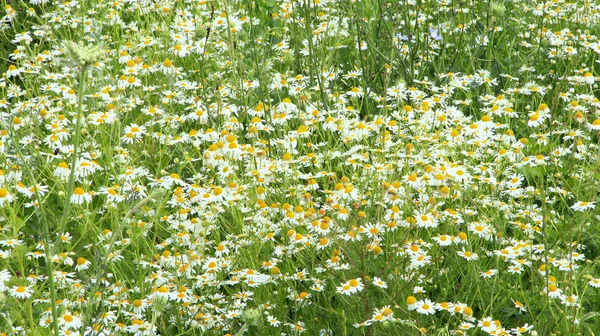 Flores Manzanillas Blancas Hermosas Que Florecen Campo Manzanillas Verano Flores —  Fotos de Stock