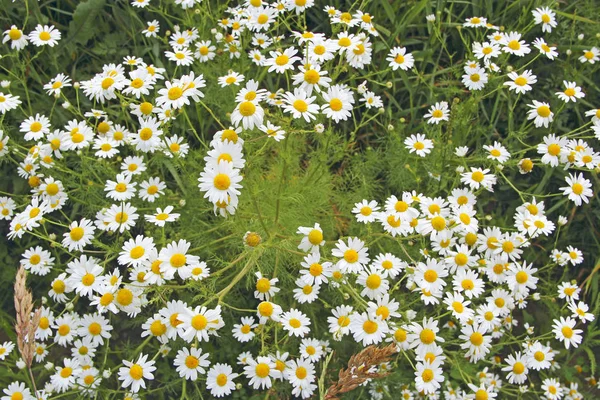 Квіти Білих Красивих Ромашок Цвітуть Полі Літні Ромашки Трав Яні — стокове фото