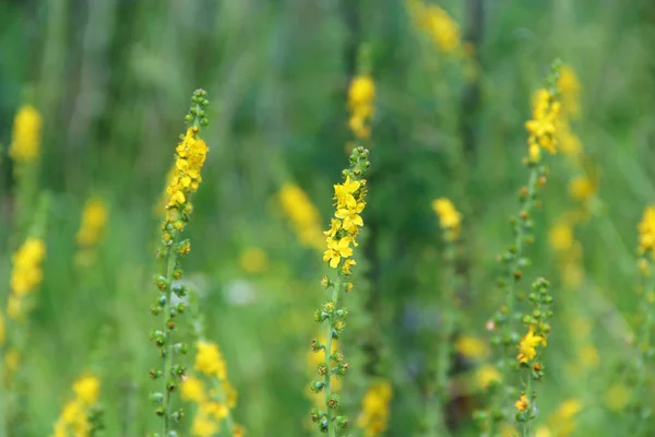 Żółte Kwiaty Agrimonia Eupatoria Kwitnące Polu Ziołowa Roślina Pospolita Agrimonia — Zdjęcie stockowe