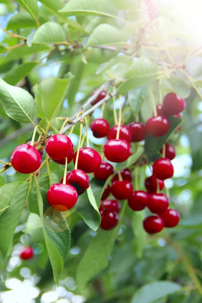 Cherry Wiszące Oddział Czerwone Jagody Wiśni Powiesić Drzewie Promienie Słoneczne — Zdjęcie stockowe