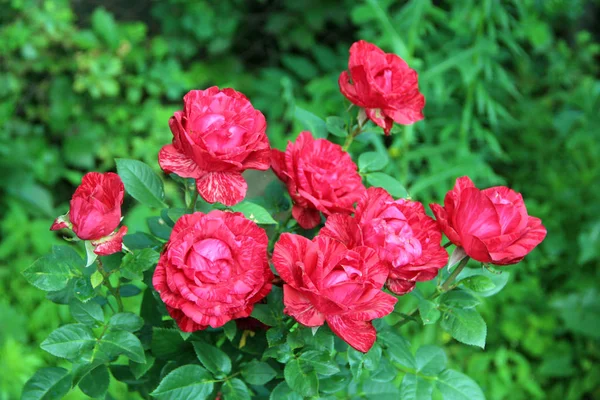 庭で成長している赤いバラの花束 夏の庭に赤いバラの花 ブッシュに咲くバラの美しい花 バラの花束を準備 — ストック写真