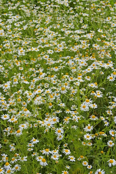 フィールドの花白の美しい鎮静の花 夏の鎮静 ハーブの花 開花の鎮静 美しい夏の畑 — ストック写真