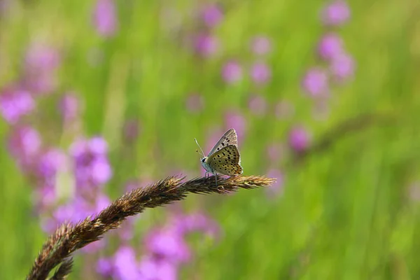 Kelebek Bıçak Üzerinde Oturan Mavi Gümüş Çivili Yaz Böcek Yaz — Stok fotoğraf