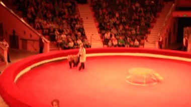 Gomel / Beyaz Rusya - 20 Mayıs 2018: eğitilmiş sirk arenada somersaulting ayı. Sirkte eğitimli ayı ile performans