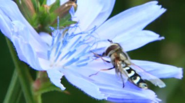 Closeup Hoverfly mor Cichorium çiçek açan çiçek. Ortak hoverfly. Syrphus ribesii. Küçük sinek hoverfly nektar Cichorium narin çiçeğin üzerinde toplama makro