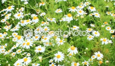 Beyaz güzel chamomiles alanında çiçek çiçekler. Yaz chamomiles. Bitkisel çiçekler