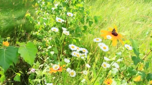 Létě Malebná Motýl Květině Rudbeckia Laciniata Divoké Camomiles Černý Motýl — Stock video
