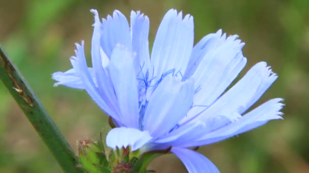 Bela Flor Azul Cichorium Florescendo Caminho Rural Flores Medicinais Crescem — Vídeo de Stock