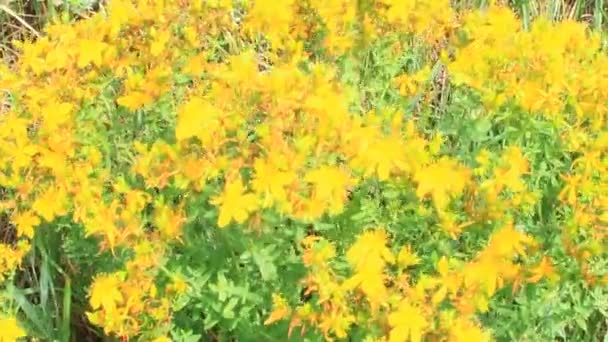 Желтые Цветы Медицинского Зверобоя Цветущего Поле Лекарственные Цветы Зверобоя Листьями — стоковое видео