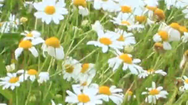 Yaz Tarlasında Çiçek Açan Beyaz Papatyalar Beyaz Papatyalı Güzel Bir — Stok video