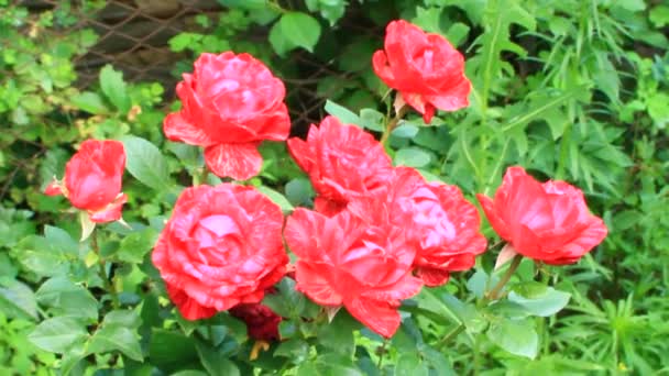 在花园里生长的红玫瑰花束 — 图库视频影像