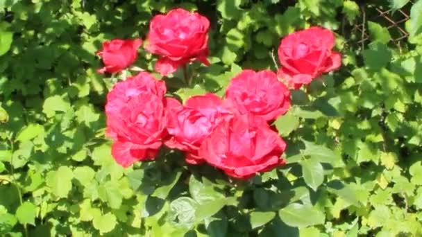 在花园里生长的红玫瑰花束 红玫瑰在夏日花园开花 美丽的玫瑰花盛开在灌木 准备好的玫瑰花束 — 图库视频影像