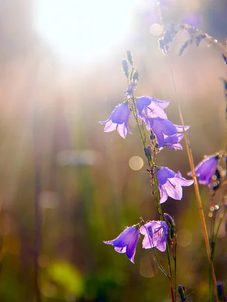 夜明けに昇る太陽の光線でブルーベル 日光のブルーベルの美しい紫色の花 朝の太陽 夜明けの野の花 太陽光線は ブルーベルの花秋します — ストック写真