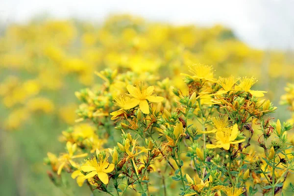 Żółte Kwiaty Piękne Medycznych Brzeczki Rozkwitu Pole Lecznicze Kwiatów Dziurawca — Zdjęcie stockowe