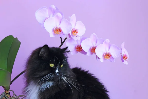 Gato Orquídeas Rosadas Sobre Fondo Interior Moderno Mascota Doméstica Negra —  Fotos de Stock