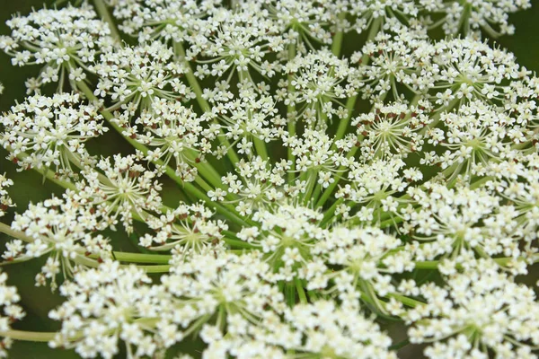 Kvetoucí Květiny Mrkev Makro Fotografie Mrkev Bílé Květy Daucus Carota — Stock fotografie