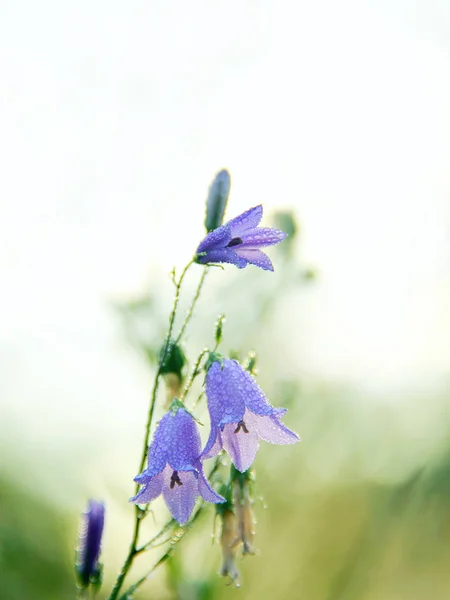 在露水滴的风信子 风铃的花朵 美丽的紫色花朵的风信子覆盖的早晨露水滴 早晨凉爽 在黎明的野花 有水滴的花朵 — 图库照片