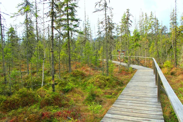 Wooden Bridge Swamp Forest Wooden Bridge Carpathian Mountains Wooden Path — Stock Photo, Image