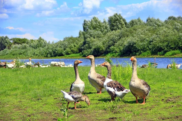 Gänse Auf Einer Wiese Flussnähe Flug Der Weißen Hausgänse Auf — Stockfoto