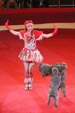 Gomel / Beyaz Rusya - 20 Mayıs 2018: eğitilmiş sirk arenada gerçekleştirme kaniş. Komik köpekler. İki kaniş birlikte kırmızı sirk arenada arka ayakları üzerinde dans.