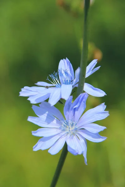 キクニガナ クローズ アップ夏に咲く青い花のペア 薬用花を育てる畑の道に近い 薬用植物 — ストック写真