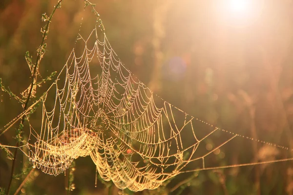 Gran Telaraña Entre Las Cuchillas Campo Luz Del Sol Amanecer — Foto de Stock